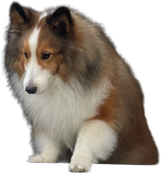 犬